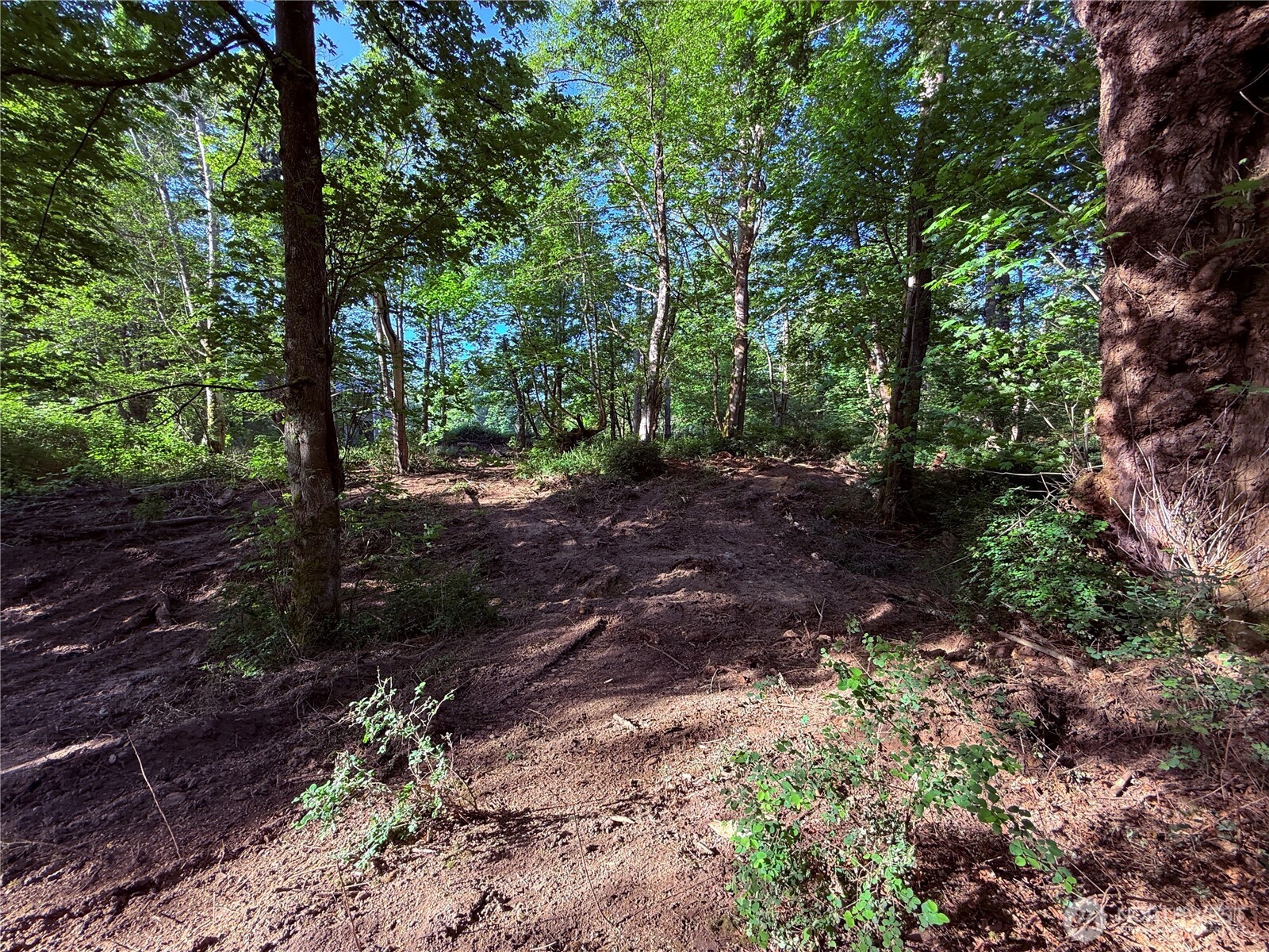 75 F Beach Way Everett, WA 98201 - Photo 4 of 27 a view of a forest with trees