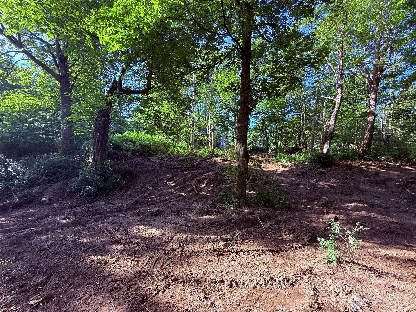 75 F Beach Way Everett, WA 98201 - Photo 6 of 27 a view of a forest with trees in the background