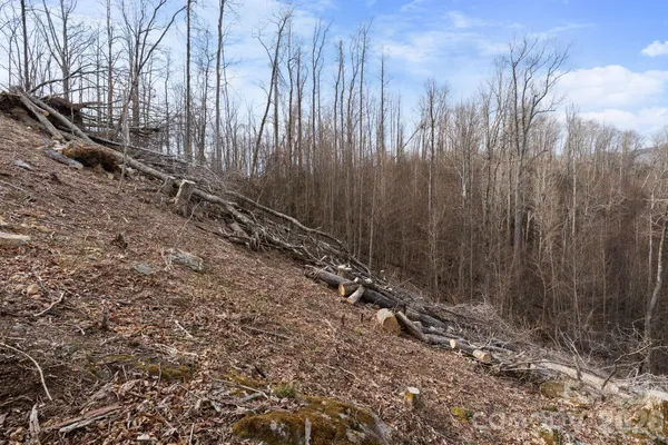 a view of a yard with trees