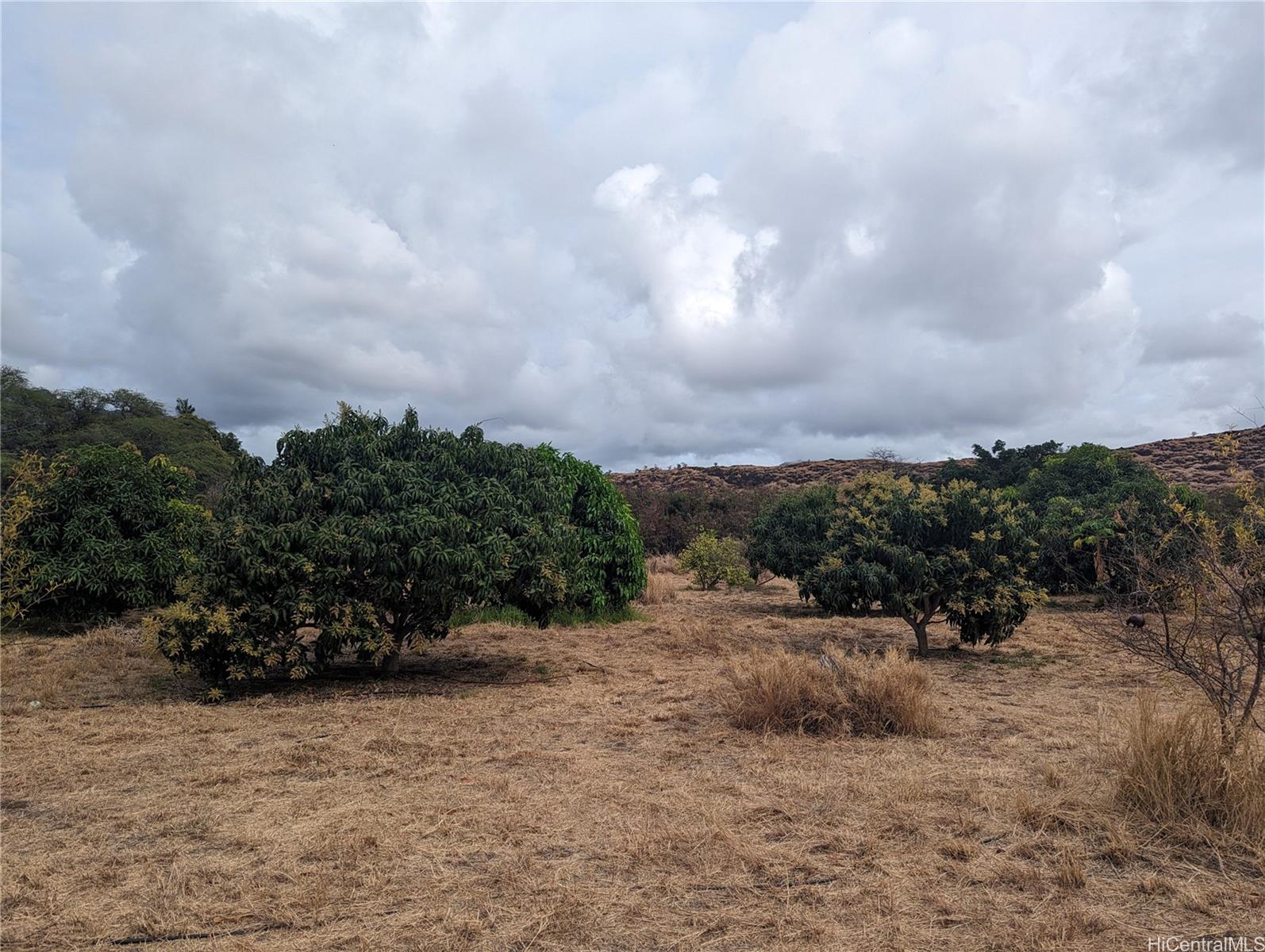 85-775A Waianae Valley Road Waianae, HI 96792 - Photo 17 of 25 a view of a dry yard with trees