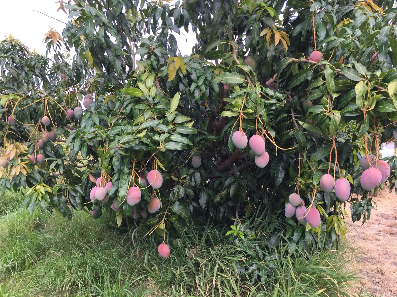 85-775A Waianae Valley Road Waianae, HI 96792 - Photo 18 of 25 a flower plants