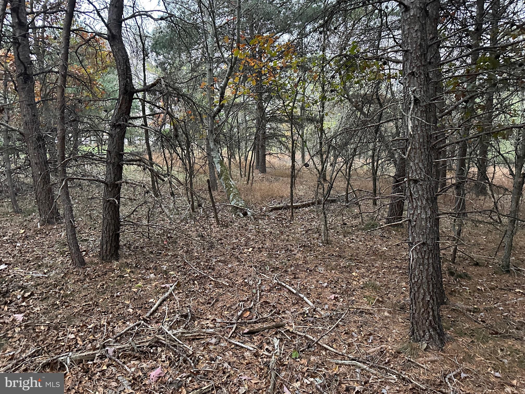Lot 58 Medford Lane Berkeley Springs, WV 25411 - Photo 4 of 7 a view of a yard with large trees