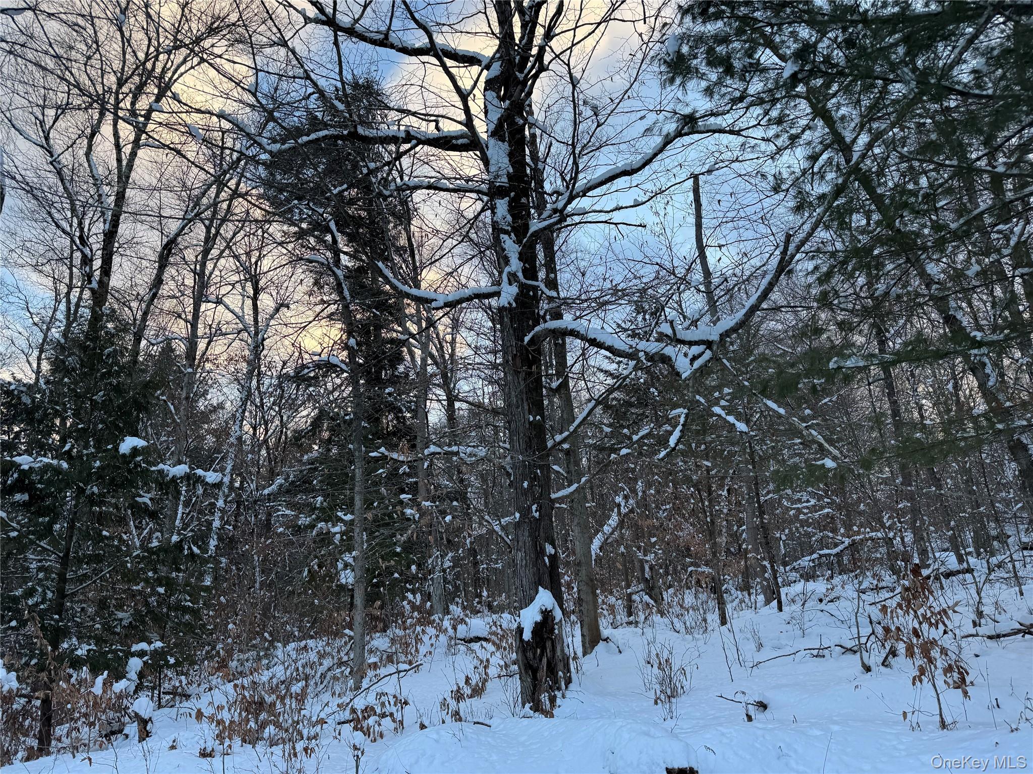 a view of a tree in a yard