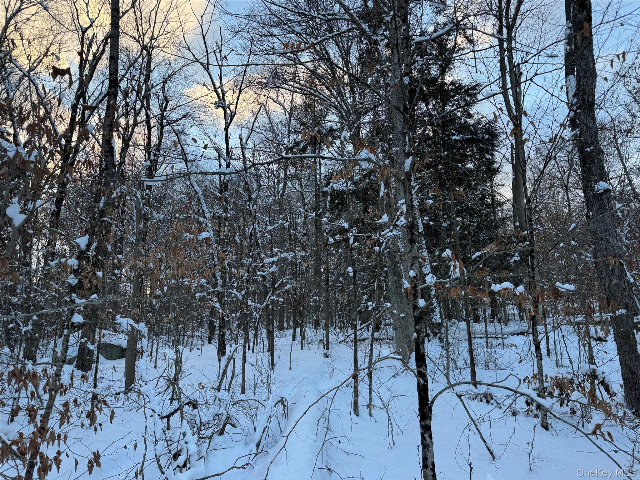 0 Starlight Road Monticello, NY 12701 - Photo 11 of 15 a view of a yard with a tree