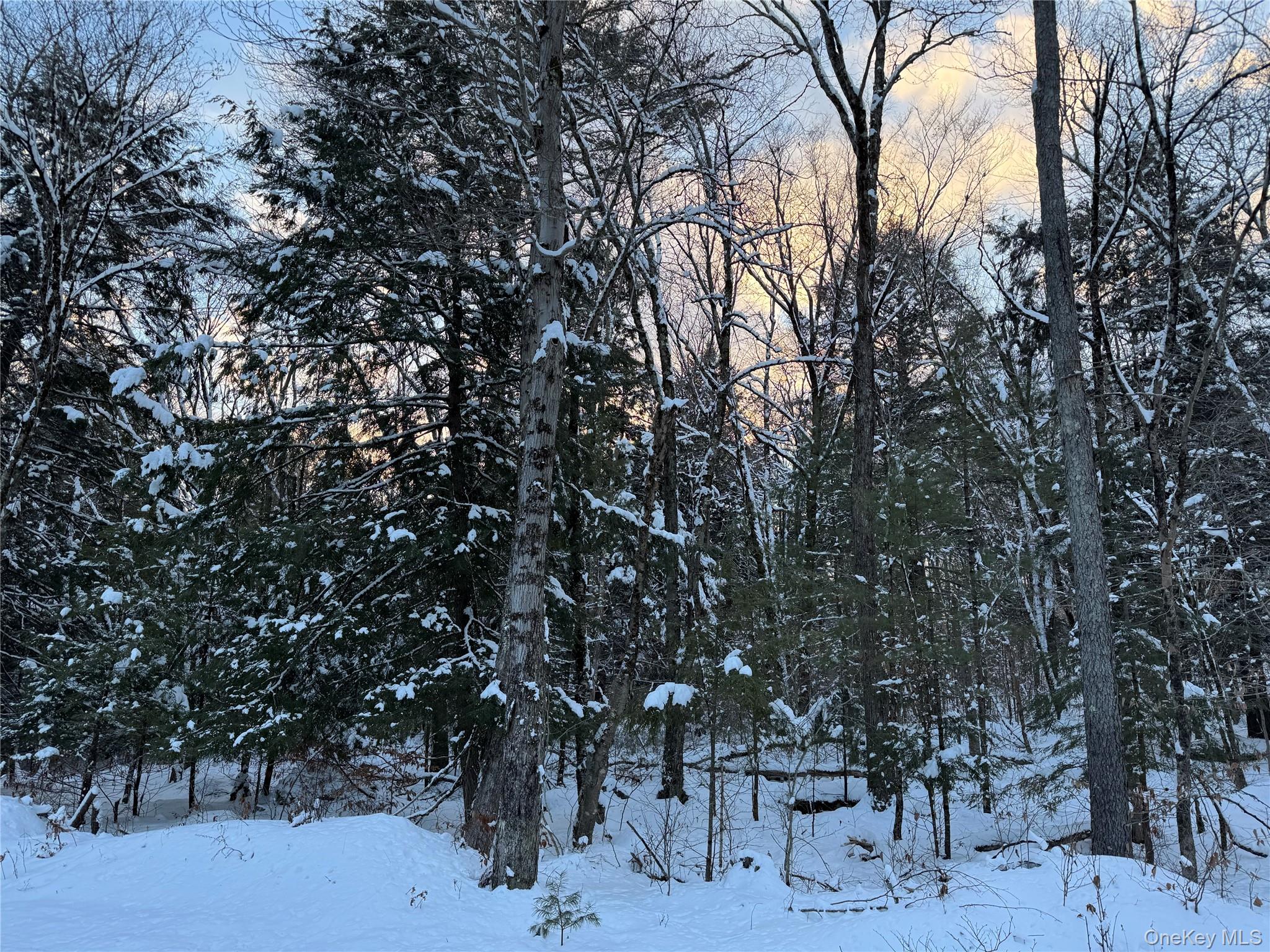 0 Starlight Road Monticello, NY 12701 - Photo 4 of 15 a picture of trees