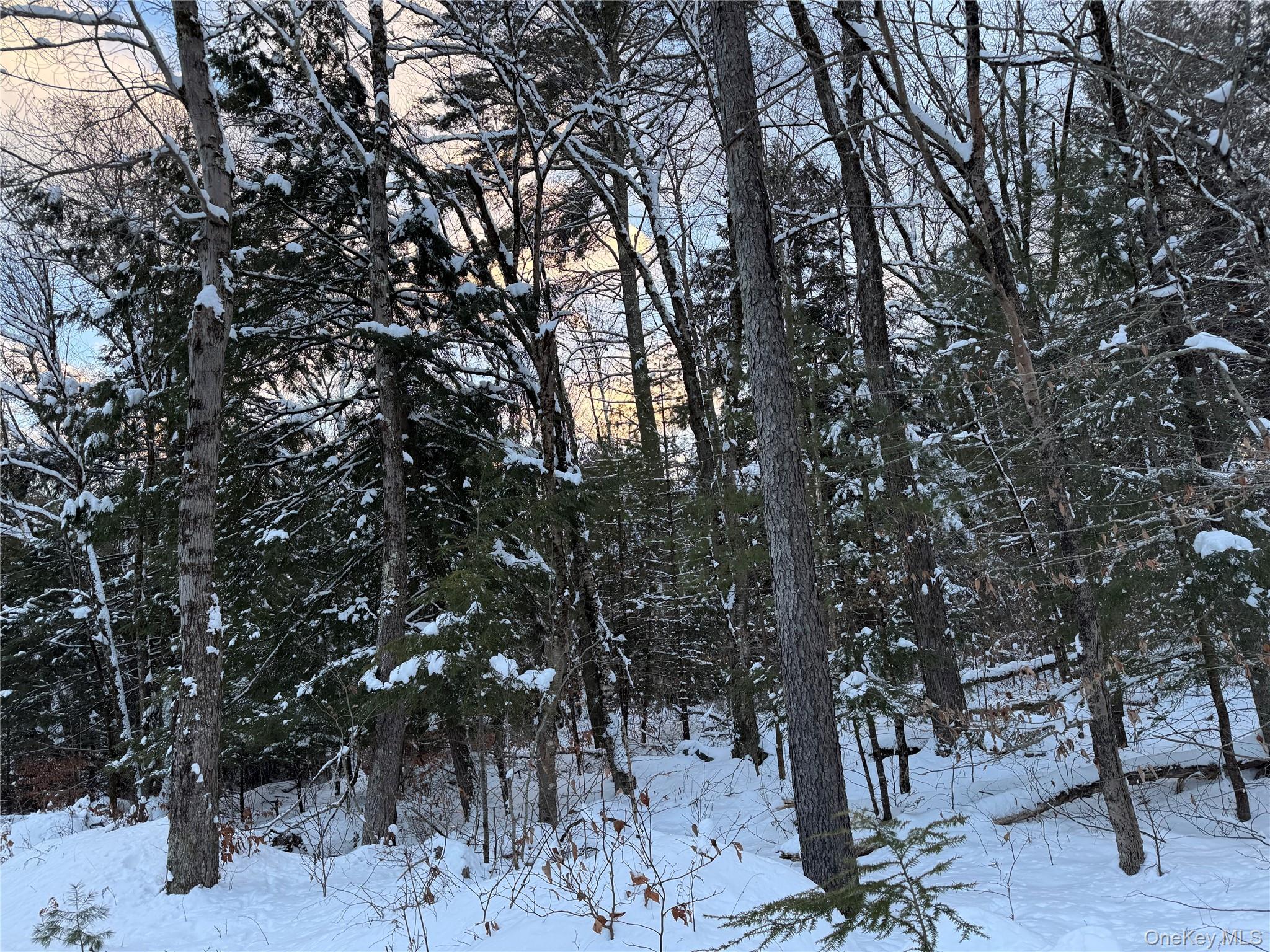 0 Starlight Road Monticello, NY 12701 - Photo 7 of 15 a picture of tree