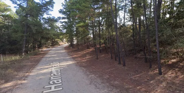 a view of a forest with trees