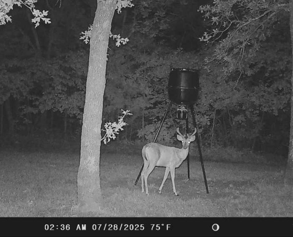 1793 Greer Road Sadler, TX 76264 - Photo 35 of 35 Deer caught on camera!