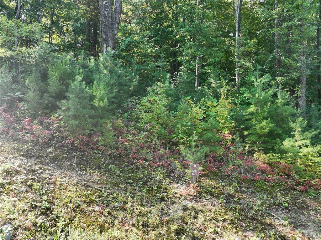 270 R Stone Cliff Drive Talking Rock, GA 30175 - Photo 31 of 34 a view of a lush green forest