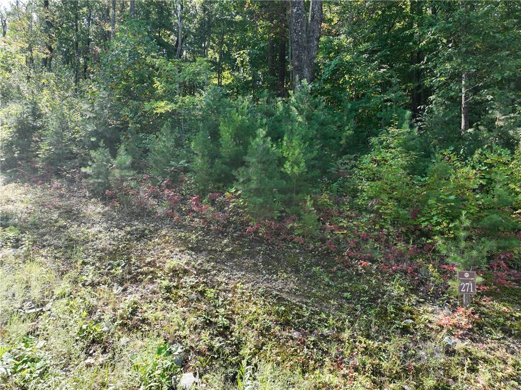 270 R Stone Cliff Drive Talking Rock, GA 30175 - Photo 32 of 34 a view of a forest with lots of trees