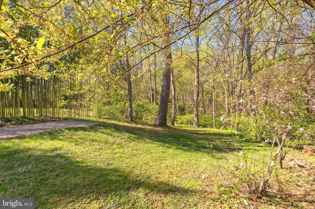 a view of a yard with large trees