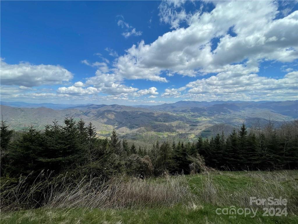 1375 Swing Road Burnsville, NC 28714 - Photo 38 of 48 a view of a yard with plants and large trees