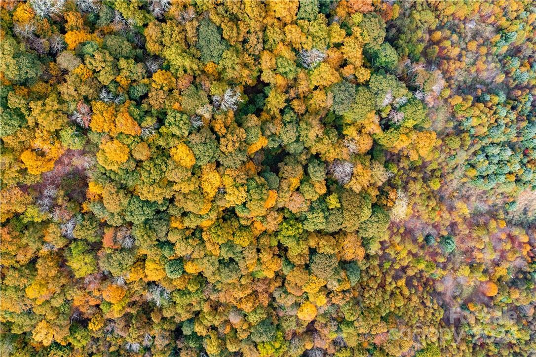 1375 Swing Road Burnsville, NC 28714 - Photo 9 of 48 a view of a tree