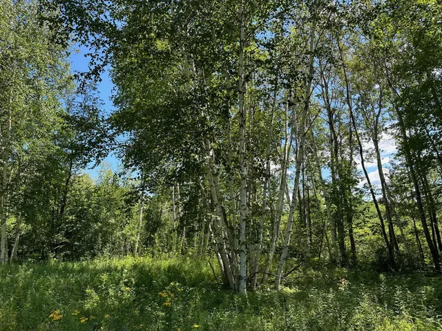 $400,000 | Tbd Tbd Nokay Hall Road, Brainerd, MN 56401