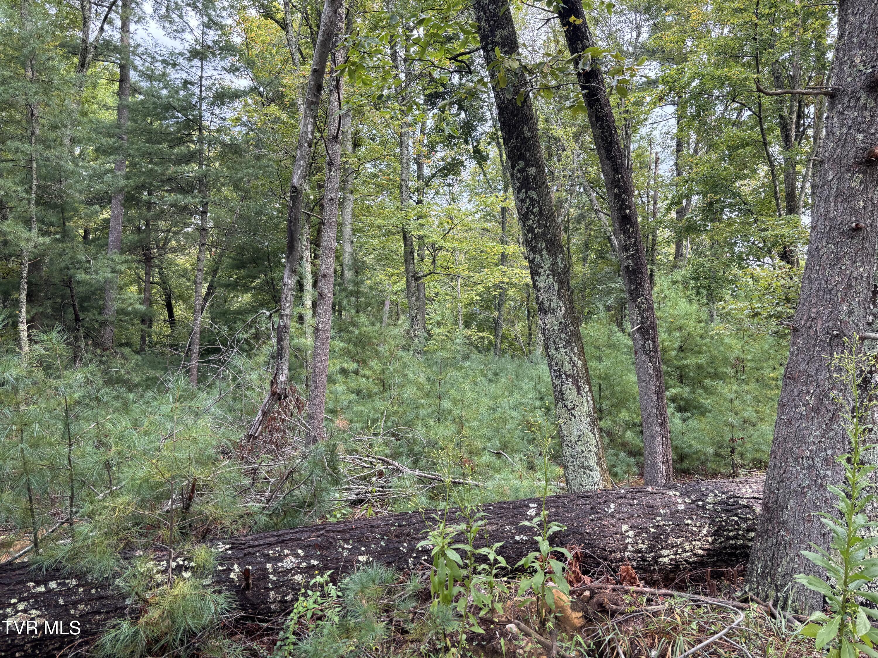 Lot 2 Locust Gap Rd Mountain, Unit 2 Mountain City, TN 37683 - Photo 3 of 4 IMG_4951