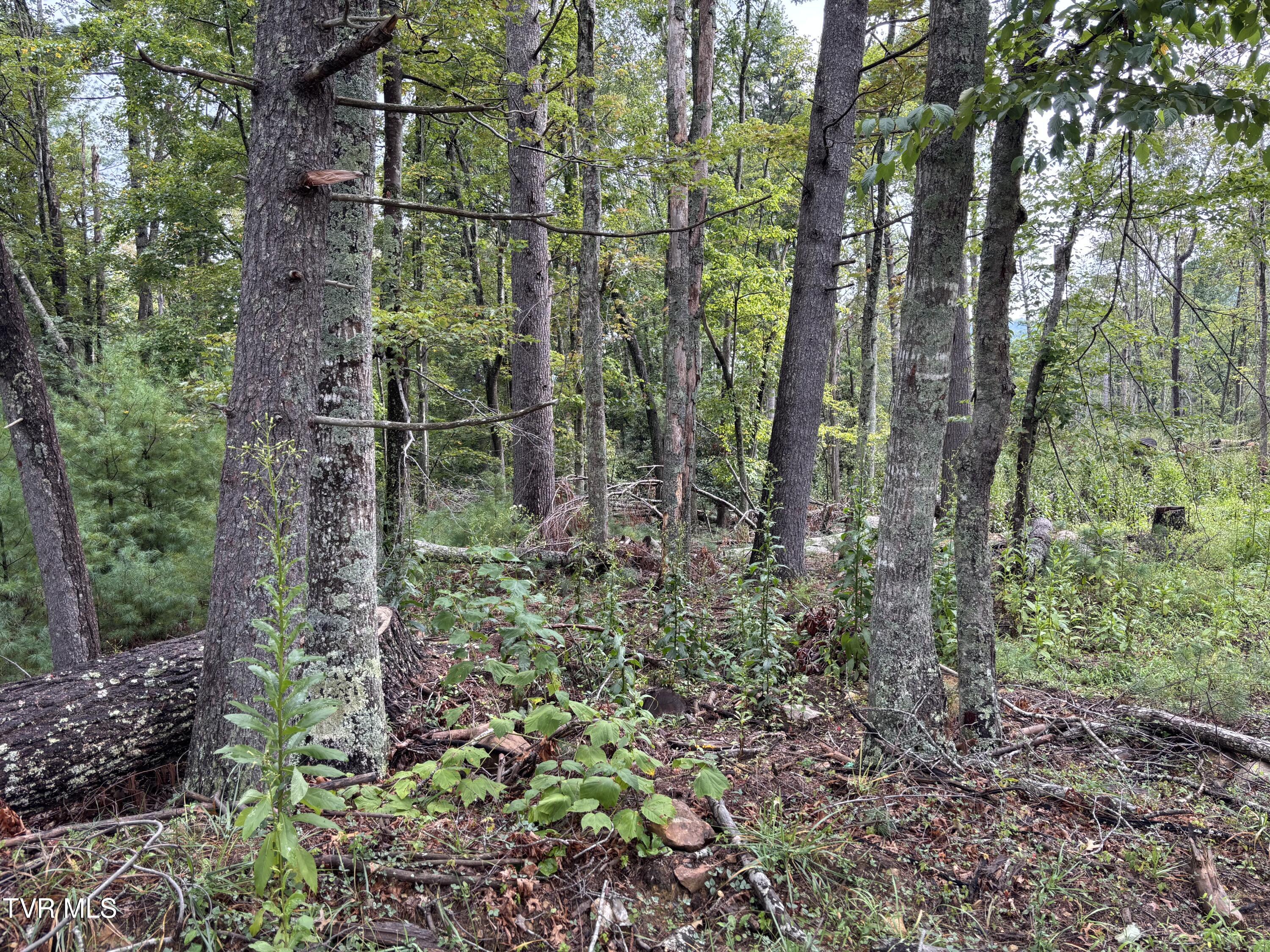 Lot 2 Locust Gap Rd Mountain, Unit 2 Mountain City, TN 37683 - Photo 4 of 4 IMG_4952