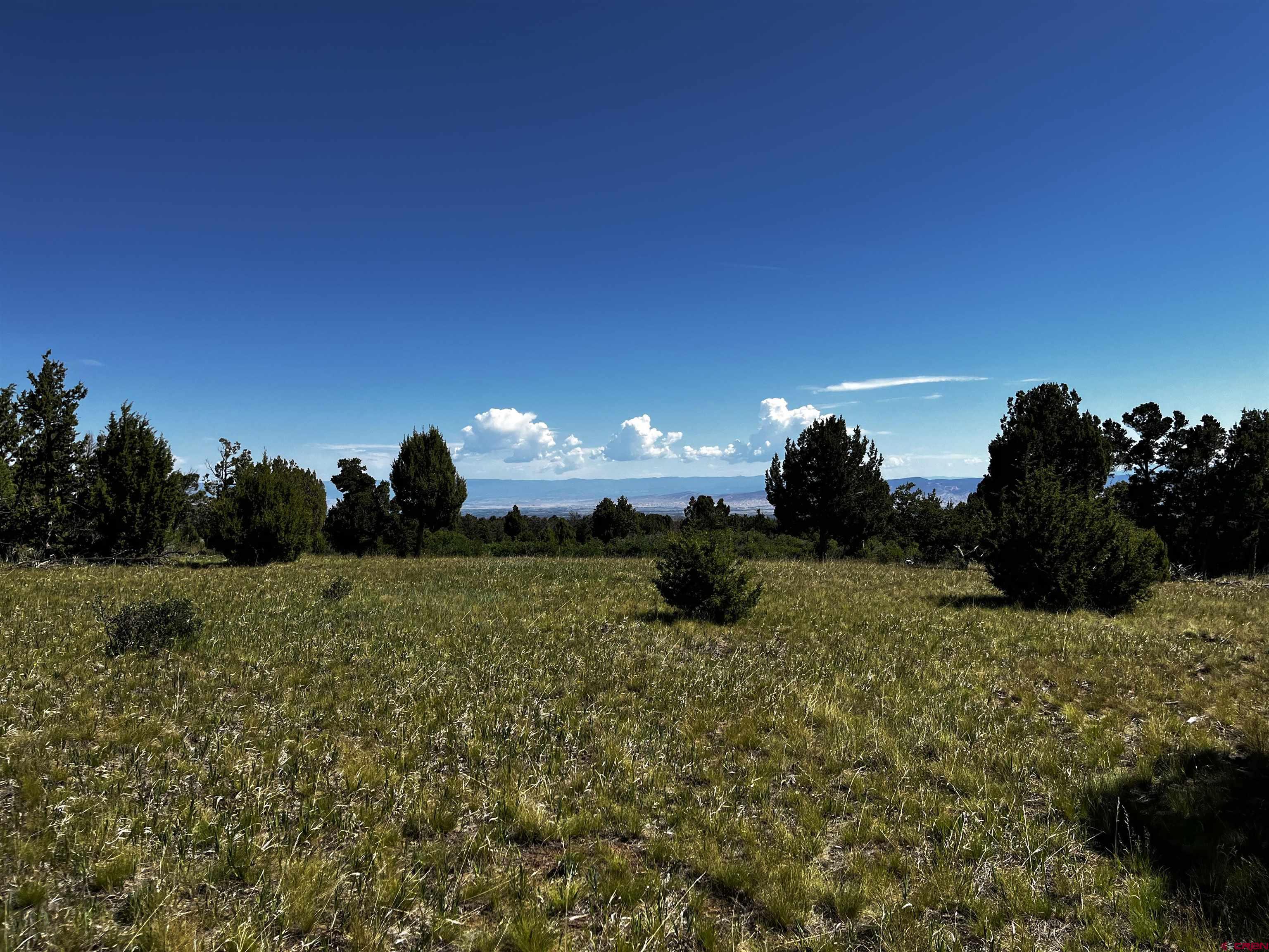 1165 Timber Ridge Road Montrose, CO 81403 - Photo 41 of 44 a big yard with lots of green space and plants