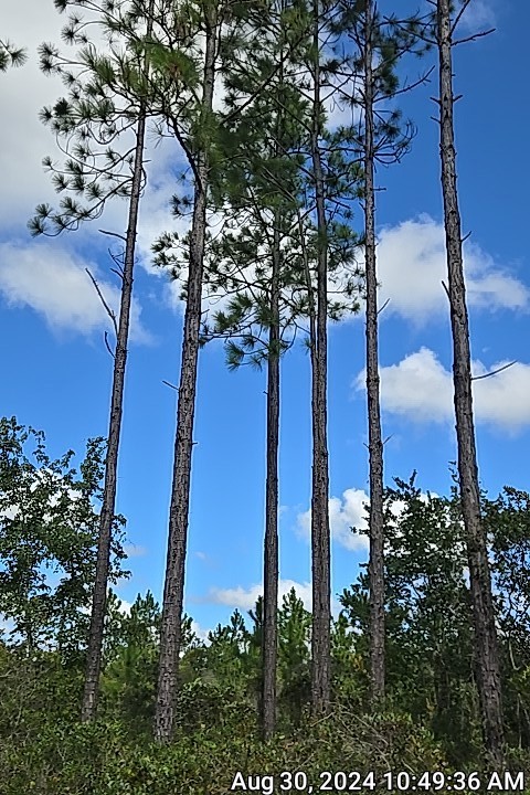 0 Swamp Road Waycross, GA 31503 - Photo 9 of 12