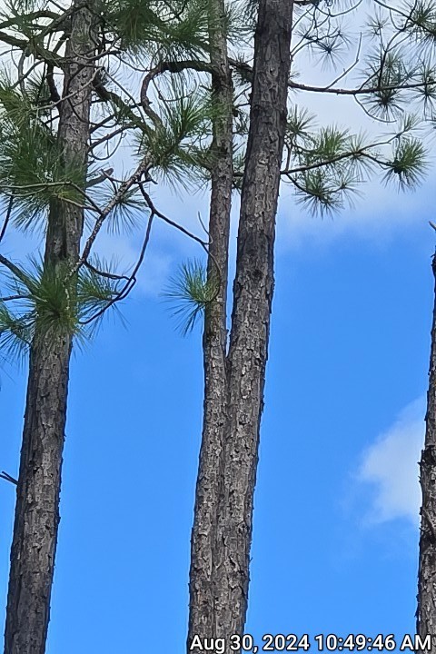 0 Swamp Road Waycross, GA 31503 - Photo 10 of 12 Realtor sign should be halfway of the road frontage (in front of these 2 trees that appear as one with a branch proceeding out)
