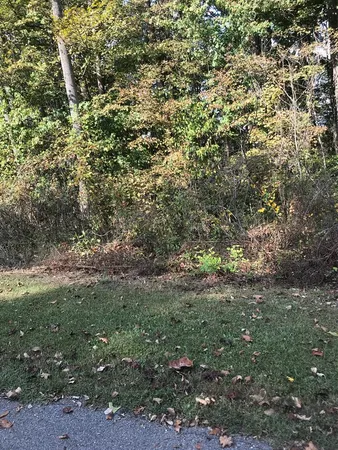 a view of a field with lots of trees