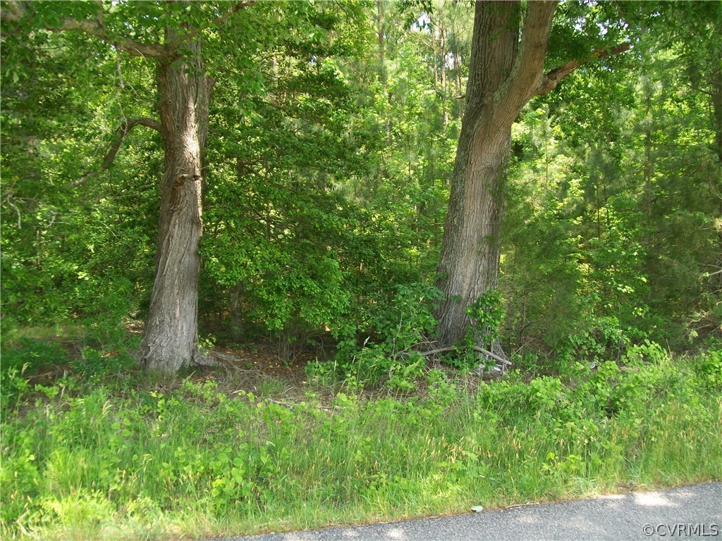 0 Lew Jones Road Dewitt, VA 23840 - Photo 20 of 50 a view of forest