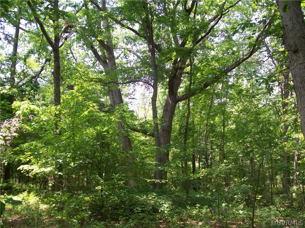 0 Lew Jones Road Dewitt, VA 23840 - Photo 26 of 50 a view of a lush green forest
