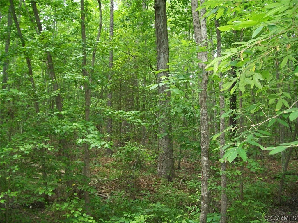 0 Lew Jones Road Dewitt, VA 23840 - Photo 28 of 50 a view of a lush green forest