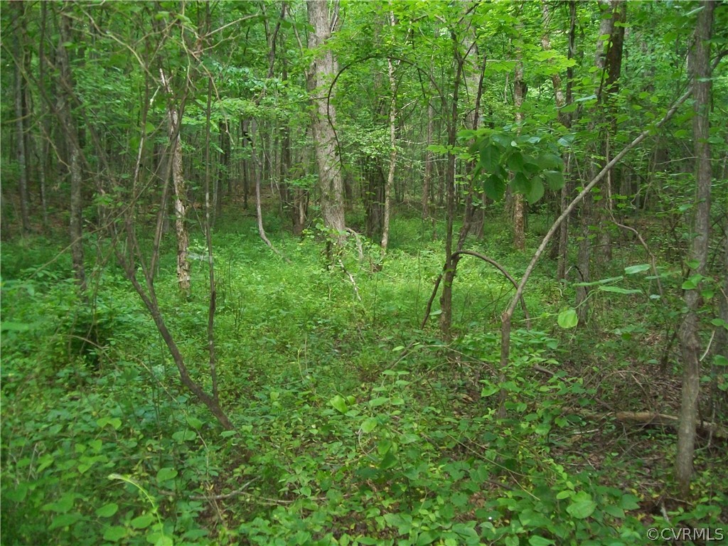 0 Lew Jones Road Dewitt, VA 23840 - Photo 29 of 50 a view of a lush green forest