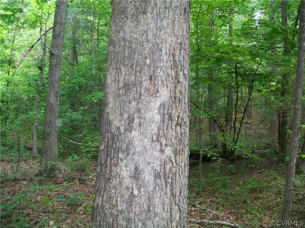 0 Lew Jones Road Dewitt, VA 23840 - Photo 30 of 50 a view of a trees in a yard