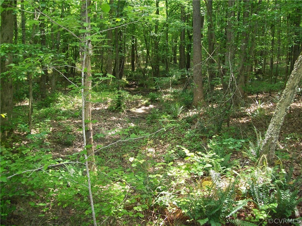 0 Lew Jones Road Dewitt, VA 23840 - Photo 38 of 50 a view of a lush green forest