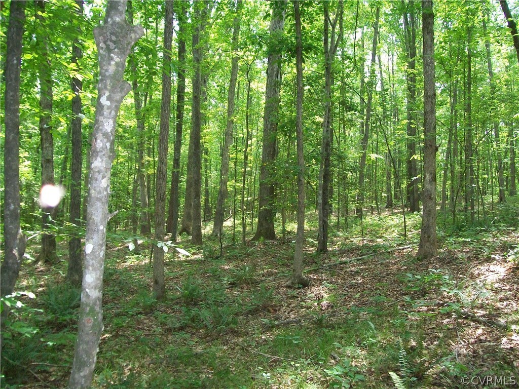 0 Lew Jones Road Dewitt, VA 23840 - Photo 39 of 50 a view of outdoor space and trees