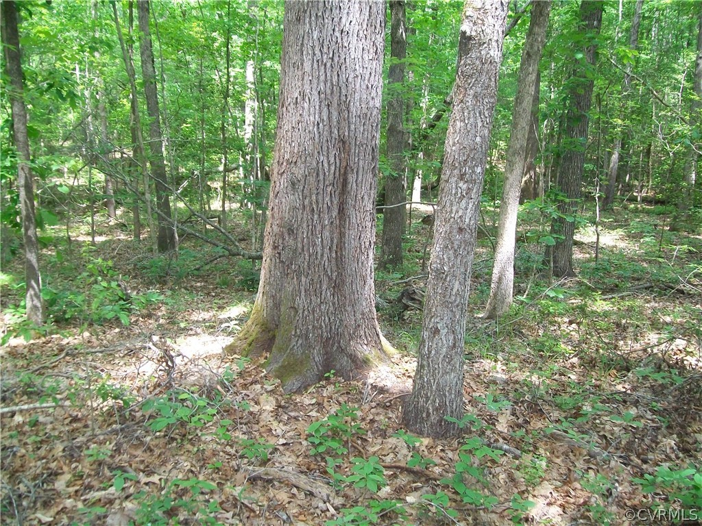 0 Lew Jones Road Dewitt, VA 23840 - Photo 40 of 50 a view of outdoor space and trees