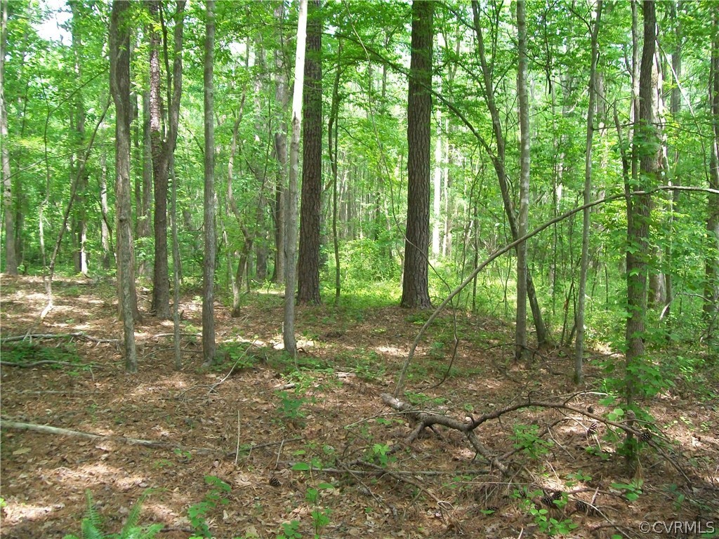 0 Lew Jones Road Dewitt, VA 23840 - Photo 41 of 50 a view of outdoor space with trees