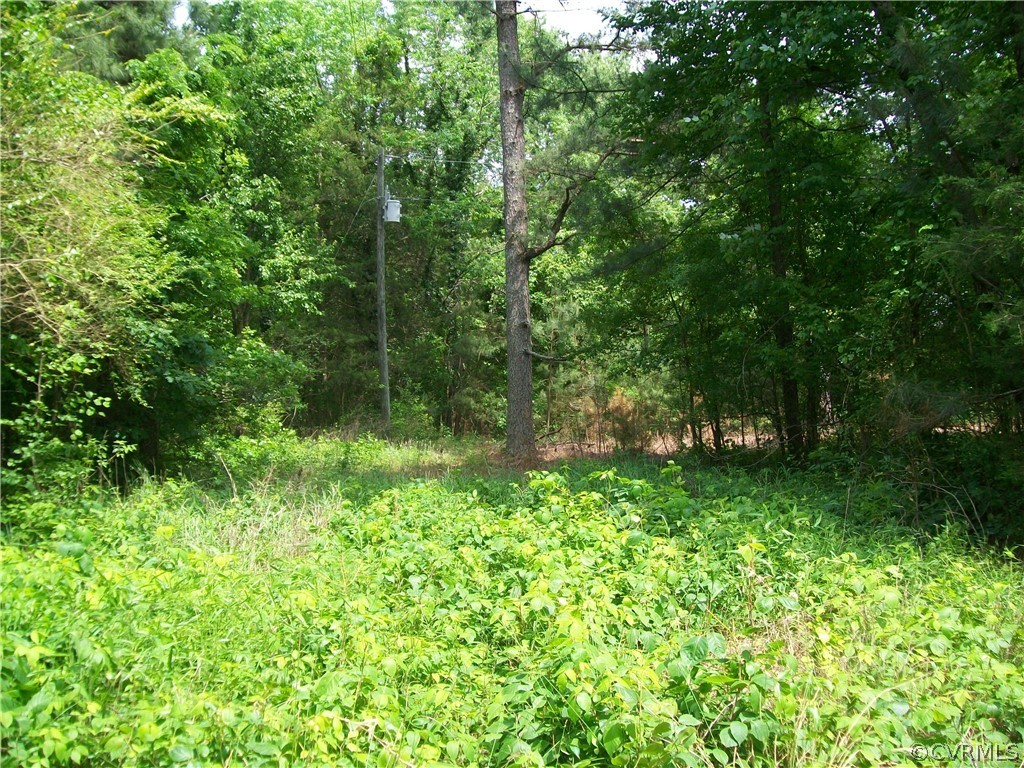 0 Lew Jones Road Dewitt, VA 23840 - Photo 43 of 50 a view of a lush green forest