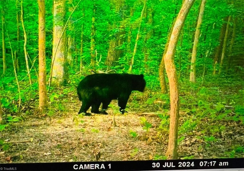0 Mims Farm Road Reidsville, NC 27320 - Photo 8 of 35 Gallery Image 8