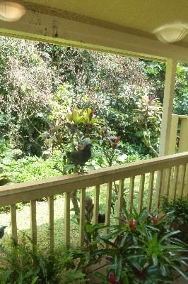 4800 Hanalei Plantation Road, Unit 5A Princeville, HI 96722 - Photo 14 of 20 a view of a green yard from a balcony