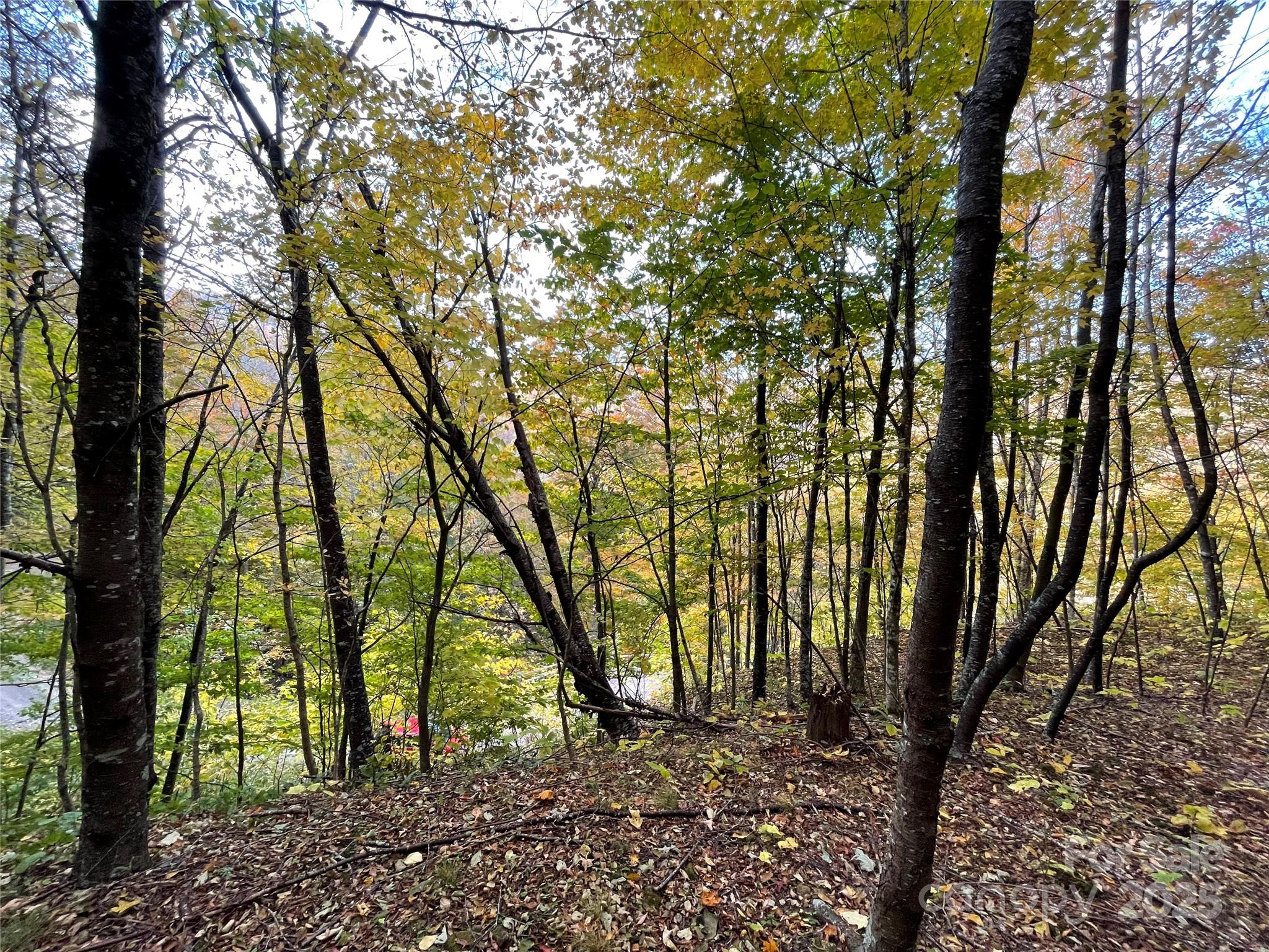 96 Chestnut Street, Unit 96 Mars Hill, NC 28754 - Photo 11 of 12 a view of forest