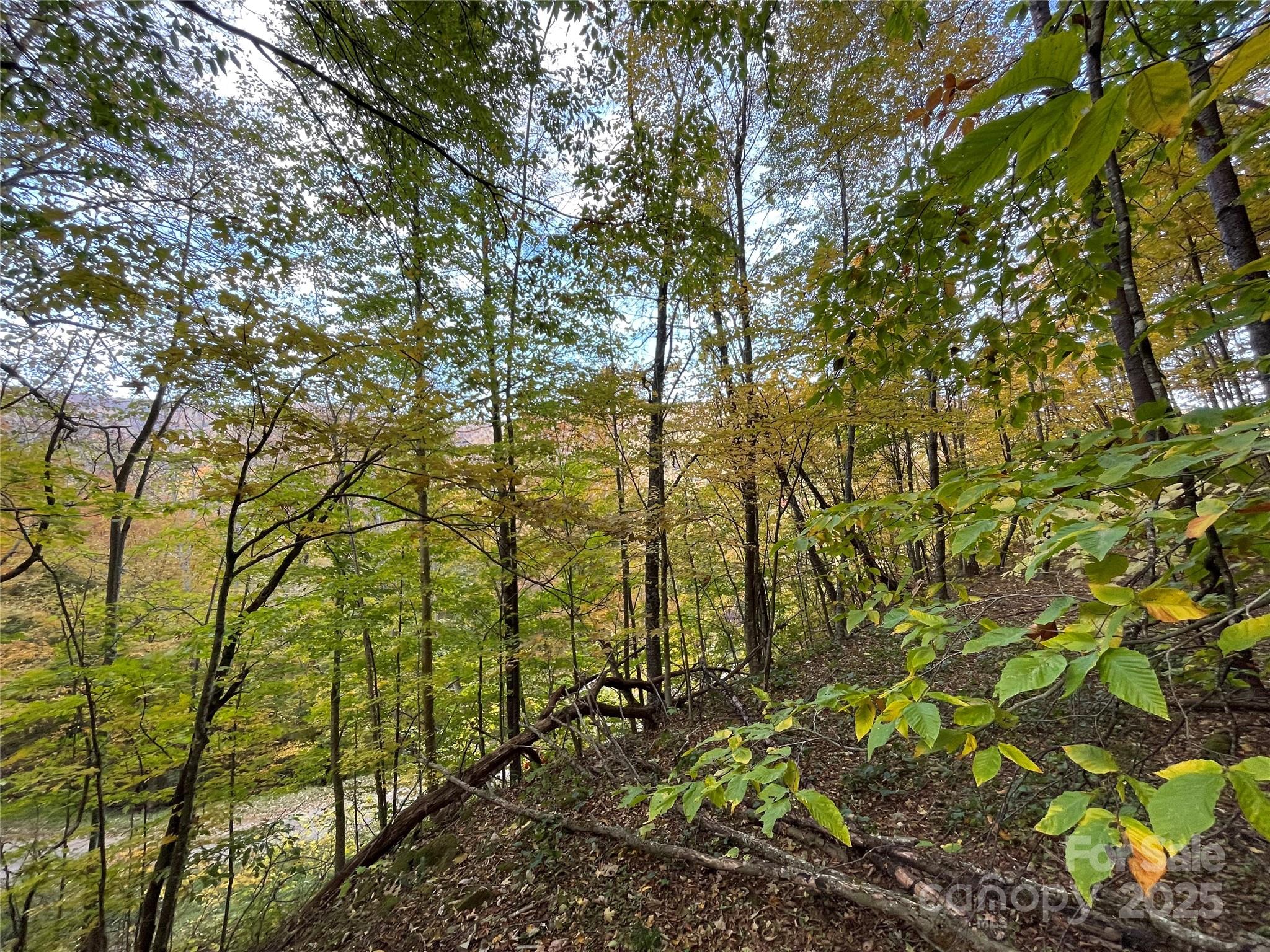 96 Chestnut Street, Unit 96 Mars Hill, NC 28754 - Photo 12 of 12 a backyard of a house with lots of trees