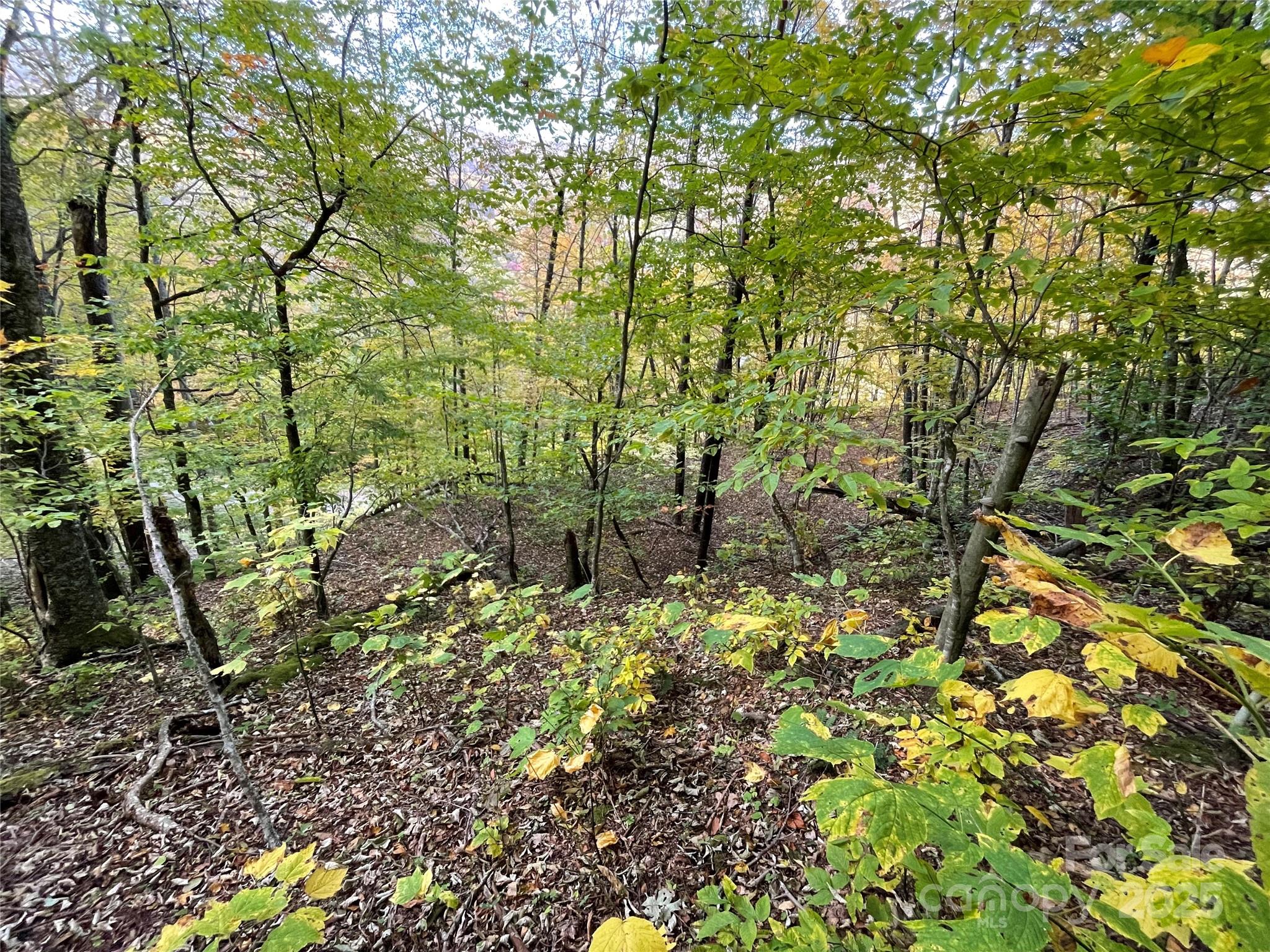 96 Chestnut Street, Unit 96 Mars Hill, NC 28754 - Photo 4 of 12 a view of a garden