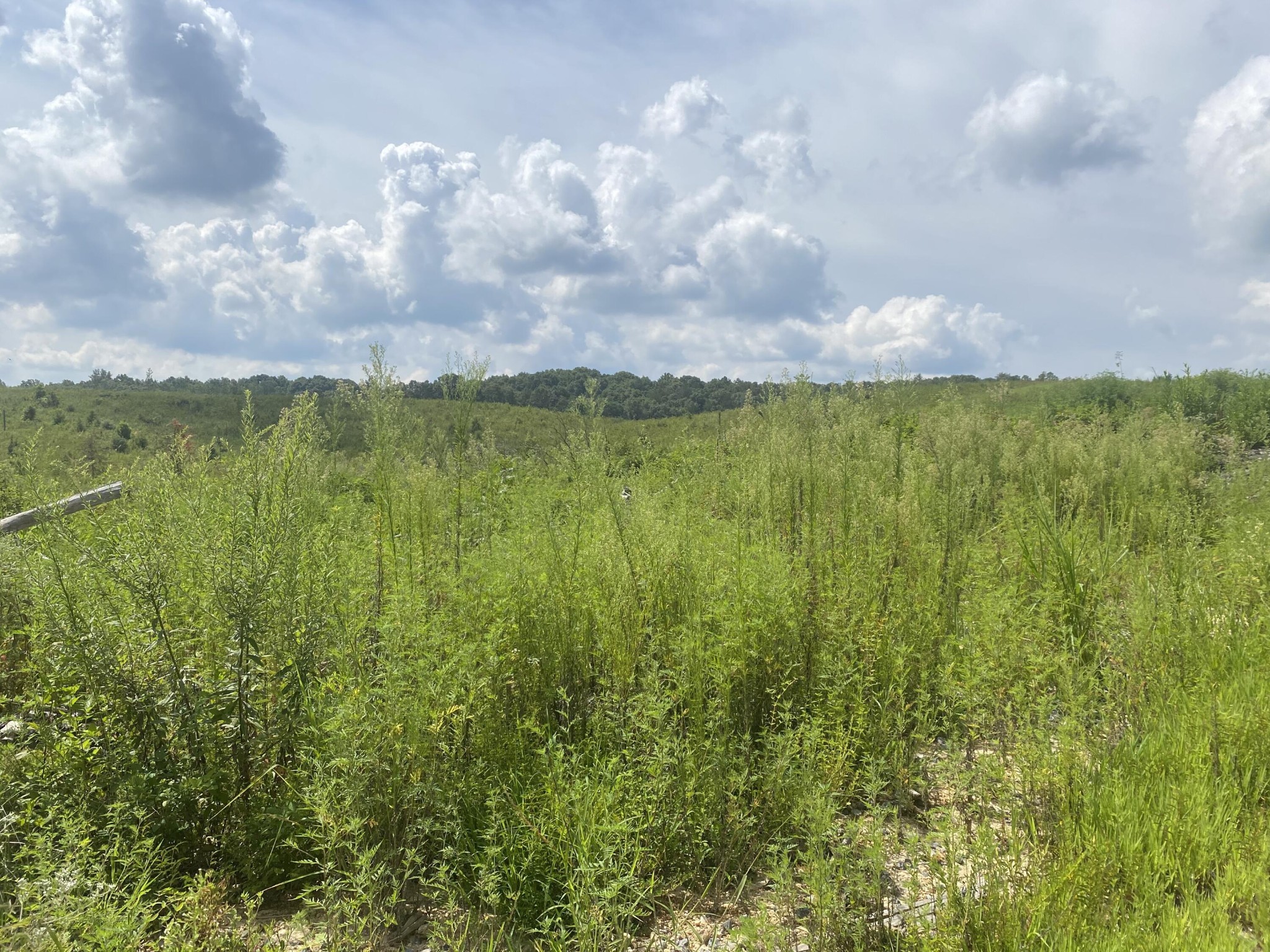 748 Arwine Road Decatur, TN 37322 - Photo 9 of 10 Gallery Image 9