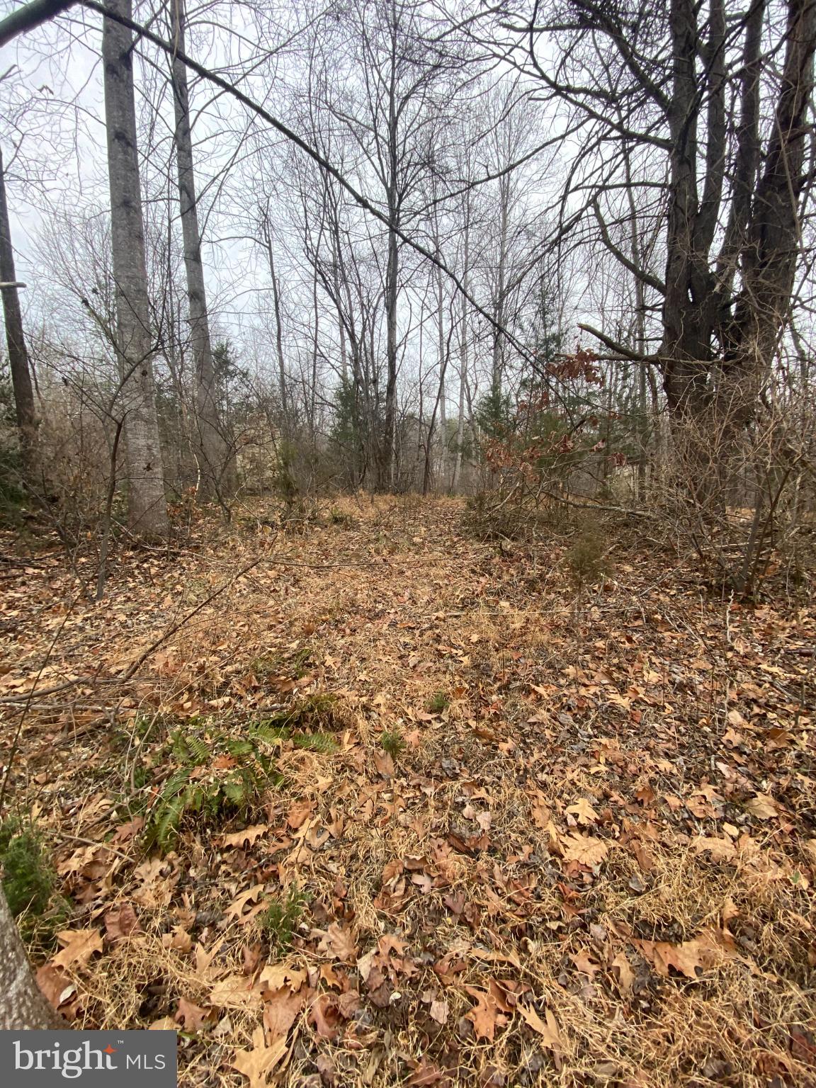 0 Settle School Road Rixeyville, VA 22737 - Photo 4 of 9 Serene woodland path in autumn hues.