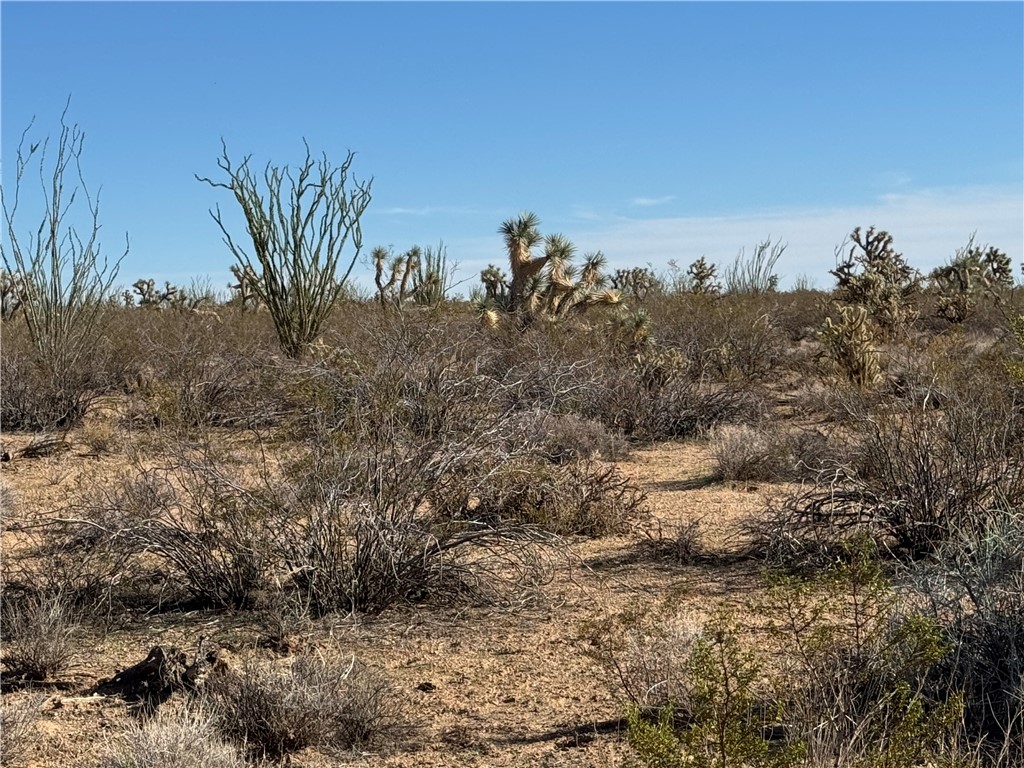 242-12-015 South Sundance Kid Road Yucca, AZ 86438 - Photo 10 of 21 a view of a dry yard with large trees
