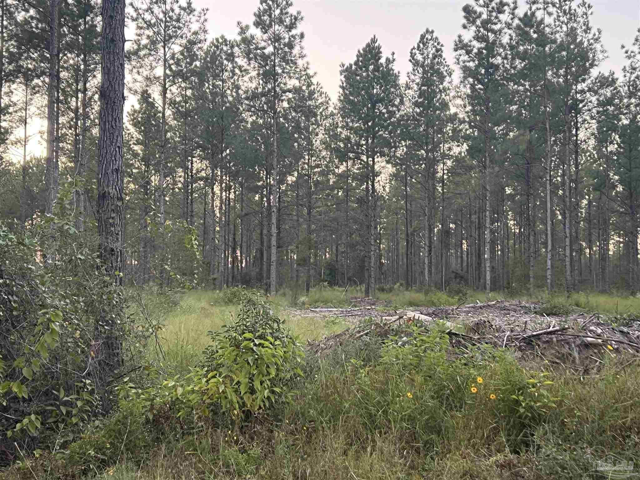 Lot 4 Wallace Lake Road Pace, FL 32571 - Photo 1 of 2 Gallery Image 1