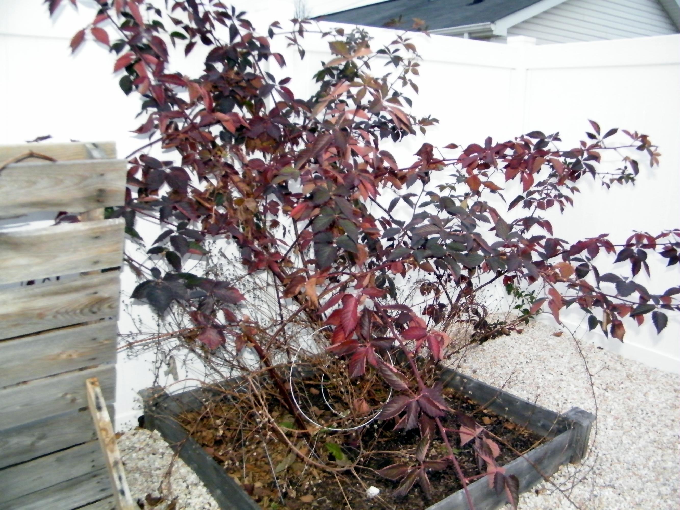 7534 Wheatmeadow Road Corryton, TN 37721 - Photo 29 of 39 Huge Blackberry plant