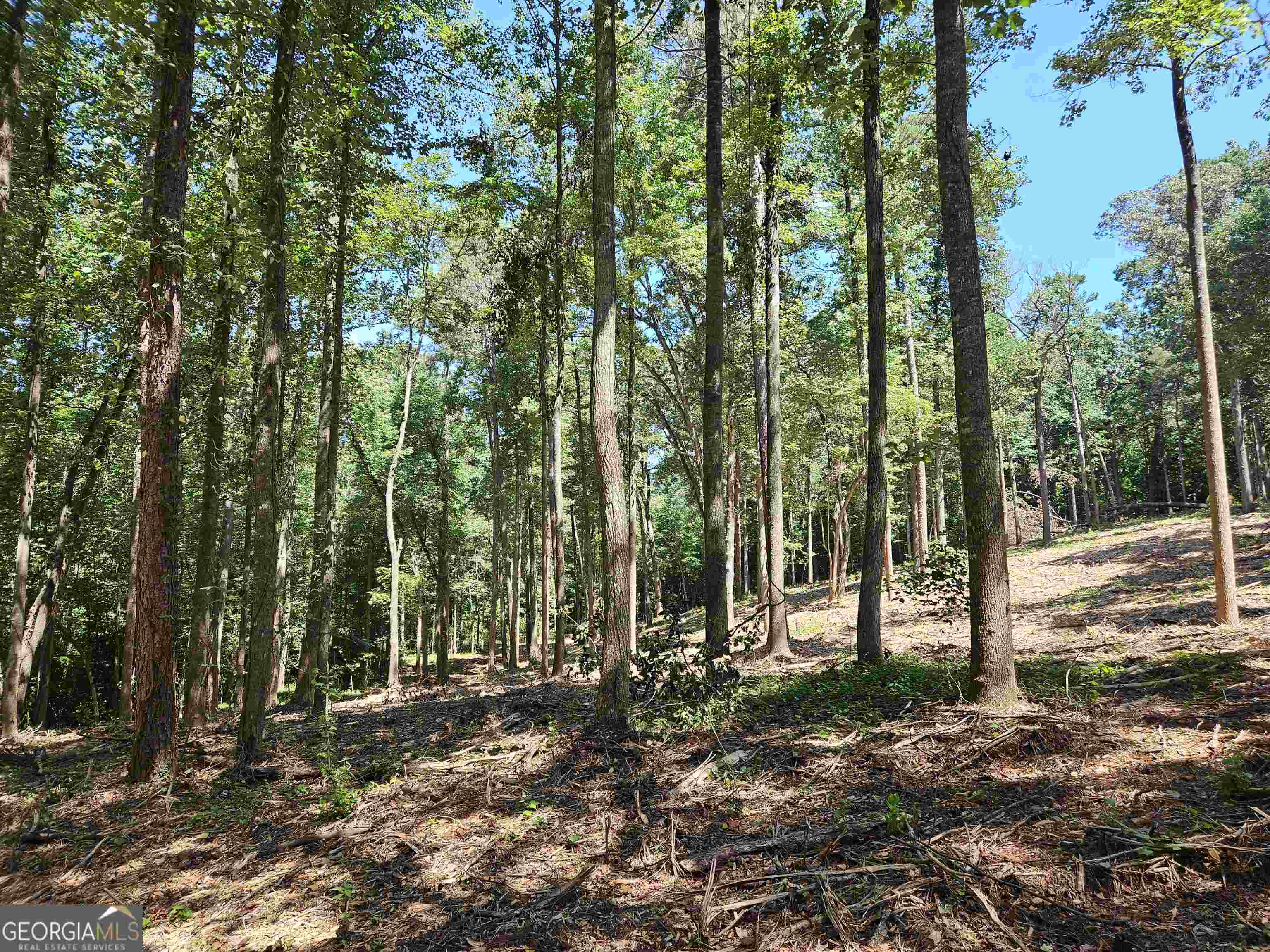 0 Whitetail Ridge, Unit TRACT 2 Dawsonville, GA 30534 - Photo 1 of 1 Gallery Image 1