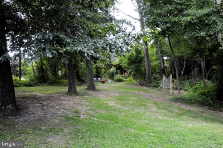 Back yard