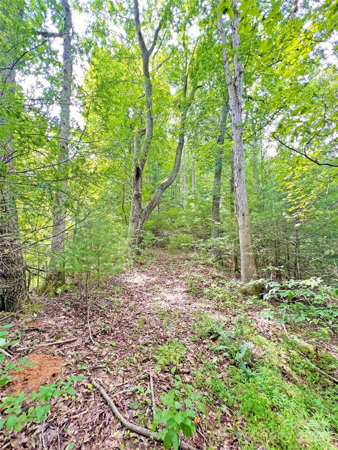 833 Sprinkle Branch Road Marshall, NC 28753 - Photo 30 of 40 Gallery Image 30