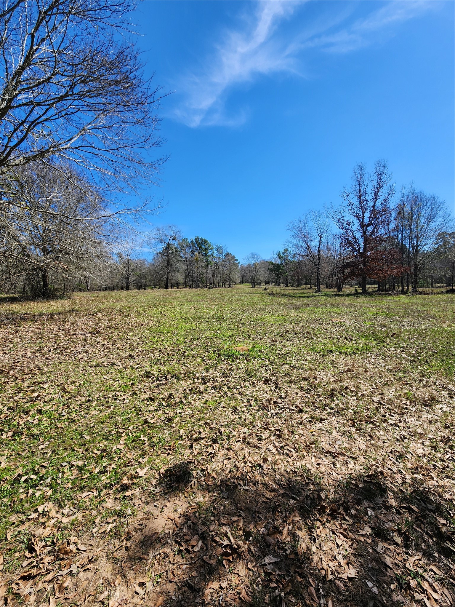 10994 Bilnoski Road Willis, TX 77378 - Photo 15 of 21 a view of a field with an trees