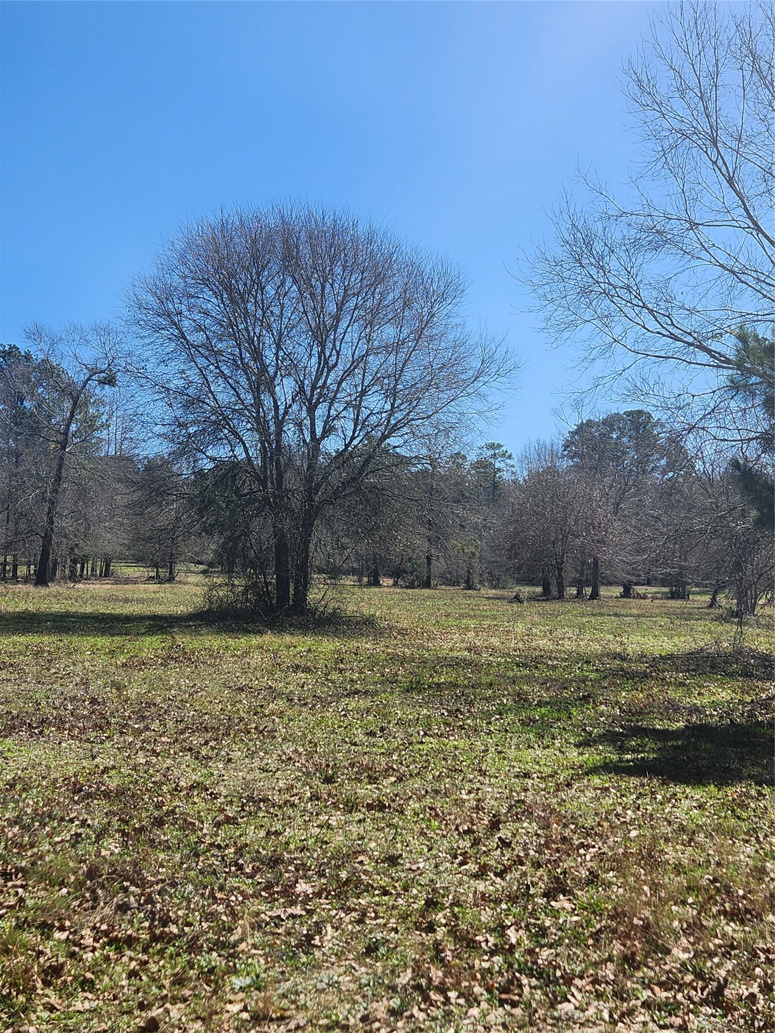 10994 Bilnoski Road Willis, TX 77378 - Photo 16 of 21 a view of a yard with an outdoor space