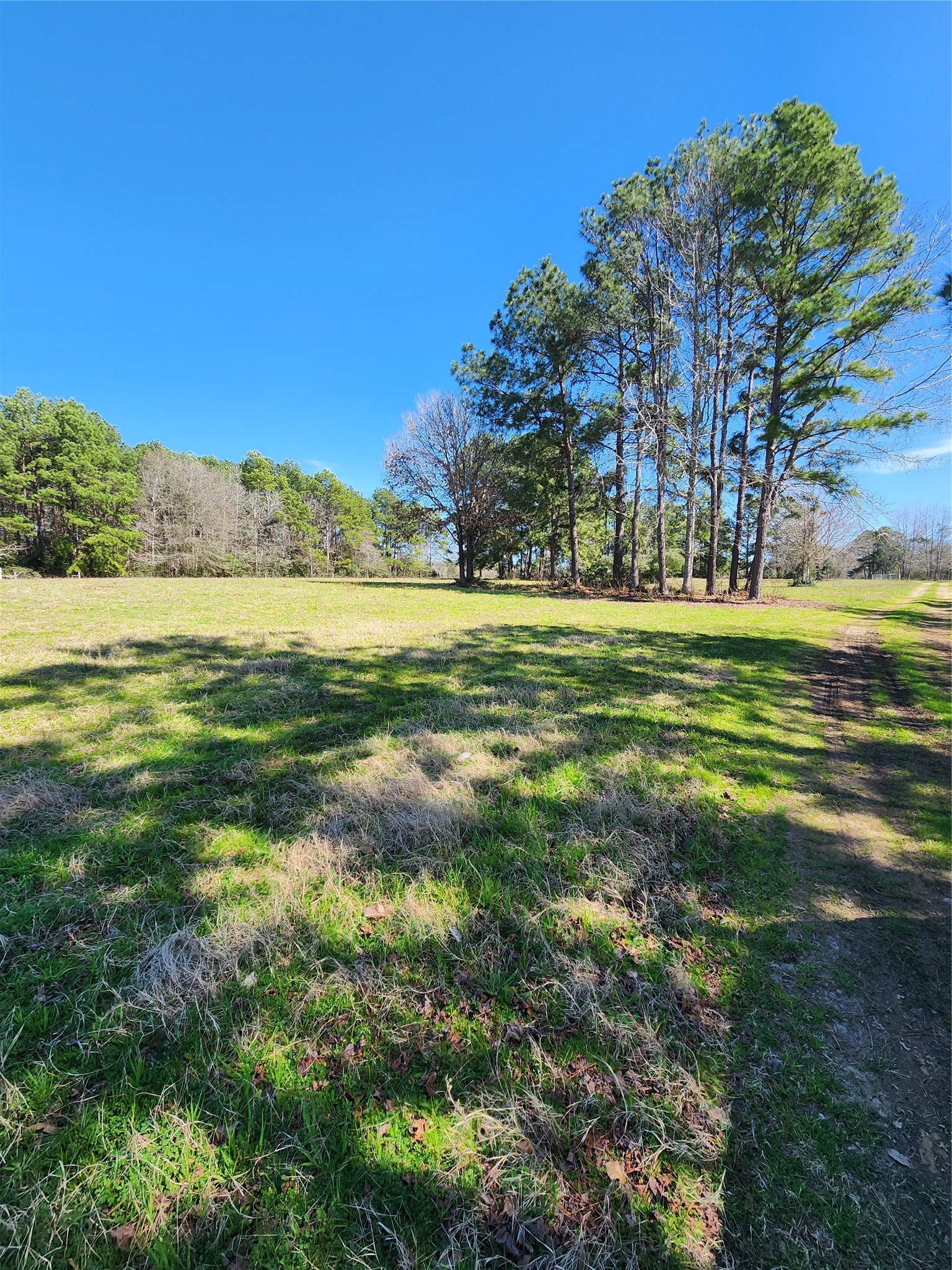 10994 Bilnoski Road Willis, TX 77378 - Photo 17 of 21 a big yard with lots of green space